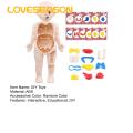 Diy Human Organ Model Interactive Human Body Model Kit Educational Diy Toy with 11 Analysis Cards Ideal for Students Accessories Included Hands-on Anatomy Learning Kit. 