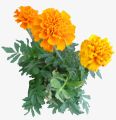 All in One Winter Flowering Imported Seeds Pack. 