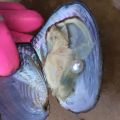 The Gift Of Nature! Natural Pearl Mussel Vacuum-pack Oyster With 6-8 MM Pearls Inside White Pink Purple 3Colors Beads. 