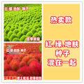 Broom Red Earth Skin Garden Grass Garden   Green Grass Lawn Garden Flower Garden   Garden Ornamental Red Ground Planting. 