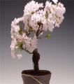10 Pcs Cherry Blossoms Cherry Tree Ornamental Plant. 