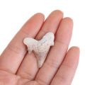 Megalodon Tooth Fossil Shark Teeth Marine Biology Science Teaching Specimen. 