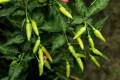 Green Chili/Chilli (Sabz Mirch) Kitchen Gardening Vegetable Best Quality Seeds. 