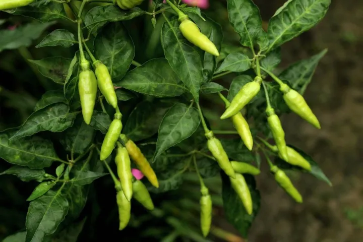 Green%20Chili/Chilli%20(Sabz%20Mirch)%20Kitchen%20Gardening%20Vegetable%20Best%20Quality%20Seeds%20-%20Image%203
