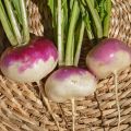 Turnip Seeds | Shaljam K Beech  | Organic & Fresh Garden Seeds. 