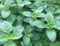 Oregano Herb Seeds Home Kitchen Gardening Seeds. 
