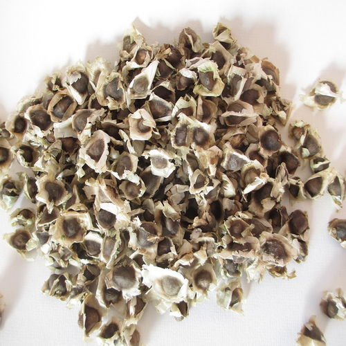 Pack of 80 Moringa / Sohanjna Seeds to grow with 100 percent germination Moringa oleifera Tree Plant Used in Various ways; Flowers, Leaves, Seeds, and fruits.