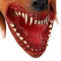 Creepy Wolf Mask For Halloween Horror Devil Dances. 