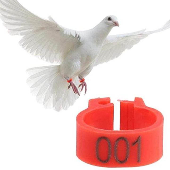 100 Pcs Pigeons Rings 8mm Identification Ring Opening Pigeon Ring Color Pigeon Foot Ring