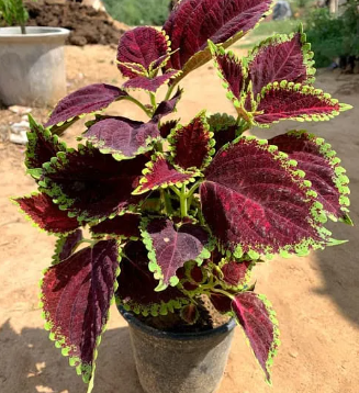 Original coleus plant small