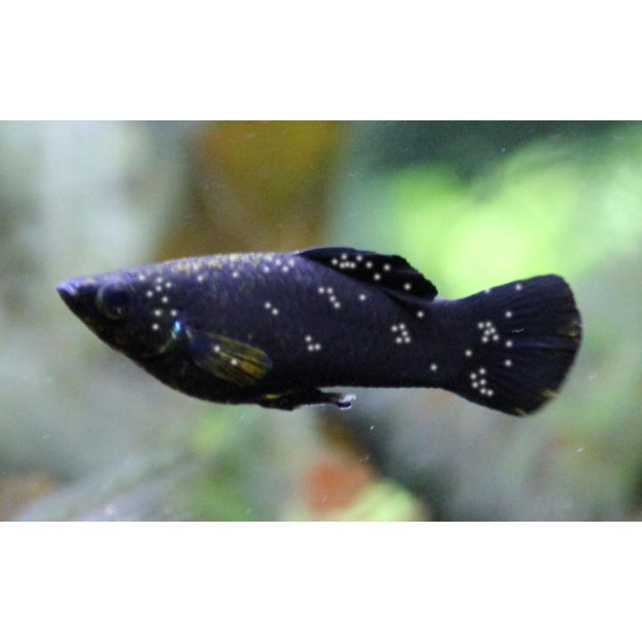 Aquarium Fish Care Best Medicine For Anti White Spot Plus  Fish Disease