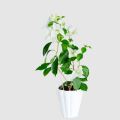 Bougainvillea Garden-Plant |Best for Seed Garden & Home Decoration|. 