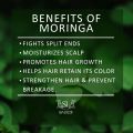 SL Basics Magic Moringa - Moringa Oil 100ml - Moringa Shampoo 300ml - Deep Nourishing & Scalp Repair Shampoo And Oil - 100% Organic - For Healthy Hair .. 