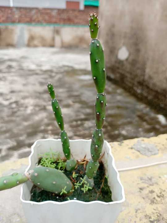 cactus%20and%20succulents%20real%20plants%20live%20plants.%20home%20gardening.rooftop%20garden%20-%20Image%202
