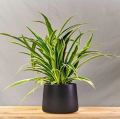 Spider Plant Chlorophytum Comosum. 