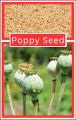 FORTIGUARD: Organic Seven Herbal Powder Capsules (1000mg each) 100% Natural Super Food. 