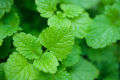 30+ Lemon Balm Herb Seeds (Melissa Officinalis) Home Kitchen Gardening Seeds. 
