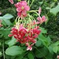 Rangoon Creeper (Jhumka Bail) |Best for Seed Garden & Home Decoration|. 