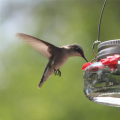 Outdoor Bird Water Feeders Birds Drinker for Wild Bird Garden. 