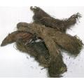 Balchar (Balchar Booti) 25Gram. 