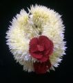 Artificail Flower Hand Gajra  Bangles  kangan with off white plastic and velvet and polyester Fabric. 