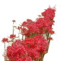 4 Bulb Red Lycoris Radiata (Spider Lily Red). 