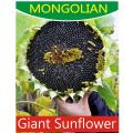 10 Mongolian Super Giant Sunflower Seeds. 