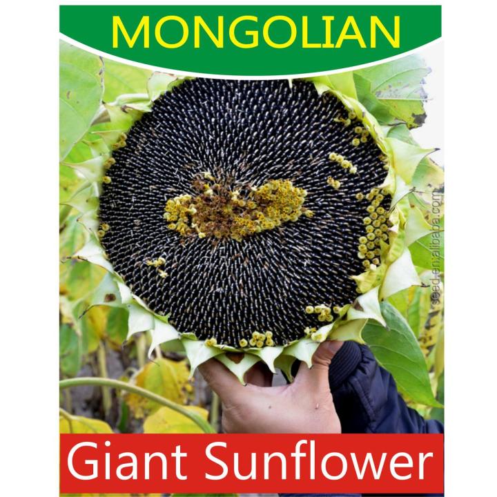 10 Mongolian Super Giant Sunflower Seeds