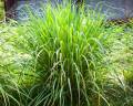 Lemon Grass Seeds - UK Imported - Lemongrass Home Kitchen Gardening. 