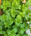 Original and Fresh Spearmint mint plant In Small Pot (Pack of 3 Plants). 