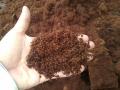 Professional Cocopeat 250gram Imported. 