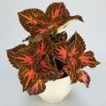Superfine Rainbow Festive Dance Light Coleus Plant Seeds. 