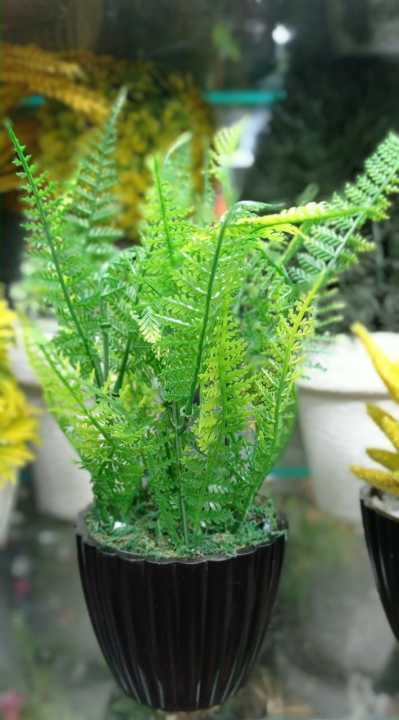 Unbreakable%20Pot%20with%20Plant%20and%20Complete%20Hight%208%20Inch%20price%20-%20Image%202