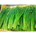 Garlic Chives Seeds Home Kitchen Gardening Vegetable Seeds. 