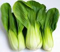 PACK OF 6 PACKET BROCCOLI, ICE BERG, PAK CHOI GREEN SALAD  RED CABBAGE, CHINESE CABBAGE BY HMS Product. 