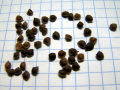 Mimosa Pudica Chui Mui Sensitive Plant Seeds. 