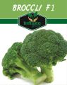 Broccoli F1 Hybrid Seeds SAKATA (30 Plus seeds). 