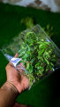 Premium Quality Curry Leaves Fresh (Kadi Patta) Best Quality Kurry Patta In Very Low Price Curry leaf. 