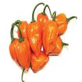 Habanero Pepper Seeds (Hot Chilli) Beautiful Colour Pepper. 