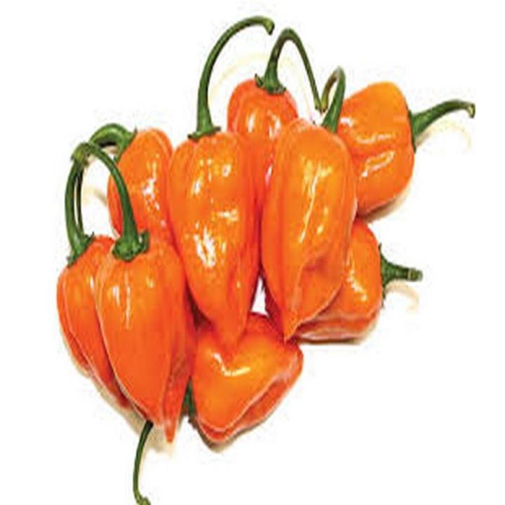 Habanero Pepper Seeds (Hot Chilli) Beautiful Colour Pepper