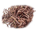 Zakham E Hayat Roots | Kidney Stone Breaker | Pashanbhed | Wild Herb Roots | Bergenia Ciliata | Bajjar Traders. 