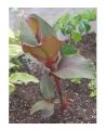 Pretoria Canna Lily Garden-Plant |Best for Seed Garden|. 