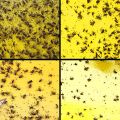 Yellow Signs, Yellow Stickers, Sticky Insect Traps, Fly Trap, Yellow Trap, Professional Yellow Sticker Yellow Sticky Paper for Whiteflies and Aphids, Leaf Mountainman. 