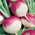 Turnip Seeds | Shaljam K Beech  | Organic & Fresh Garden Seeds. 