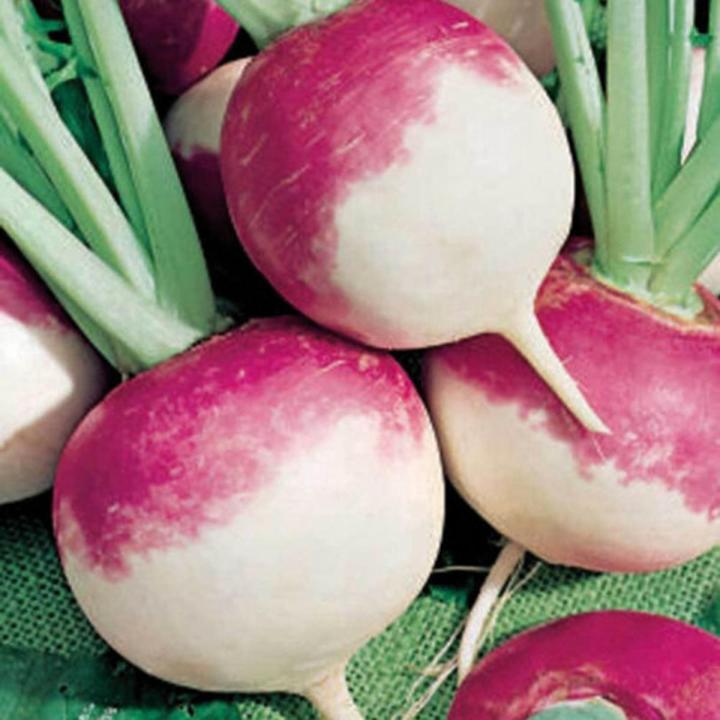Turnip Seeds | Shaljam K Beech  | Organic & Fresh Garden Seeds