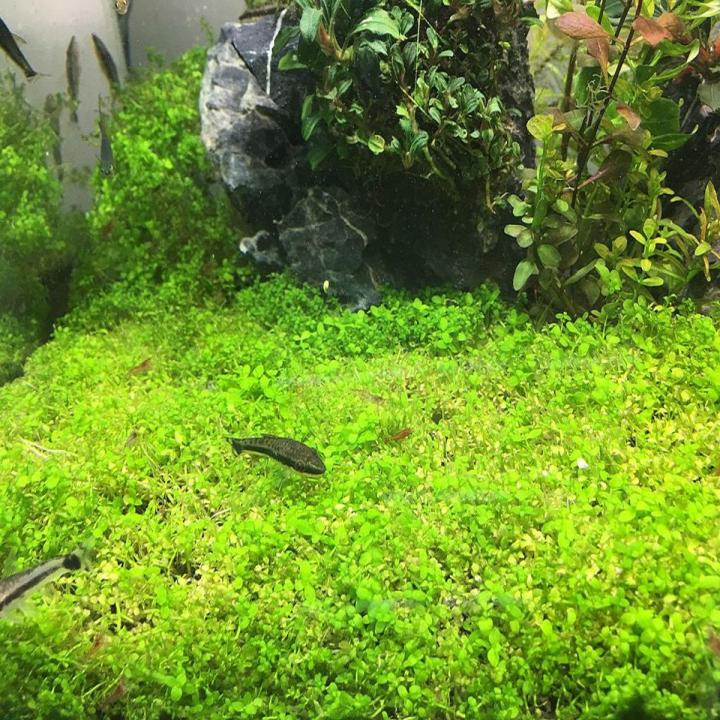 Dwarf Baby Tears Carpet Aquarium Plant Seeds Daraz.pk