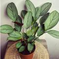 Setosa Prayer Plant Seeds for Sale Bulk Planting Seeds for Home Garden. 