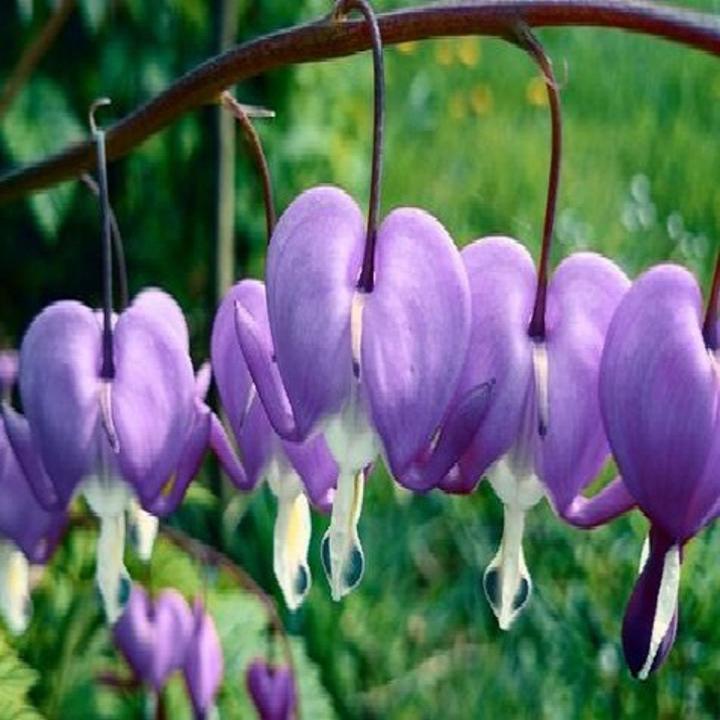 Purple Bleeding Heart Flower Tree Seeds