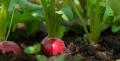 80+ Round Red Radish (Laal Moli) Vegetable seed for kitchen gardening. 