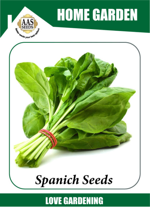 Seeds vegetable Spanich green ( پالک ) vegetable seeds